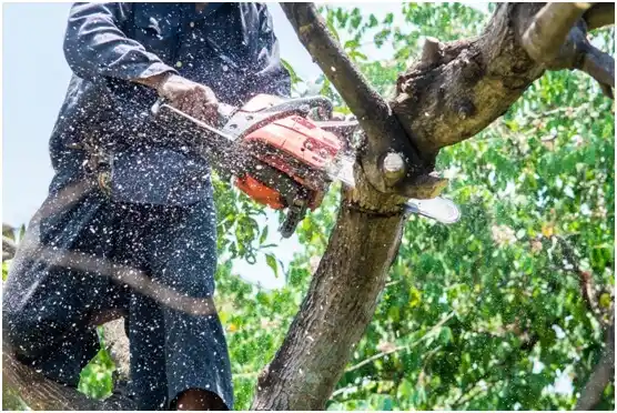 tree services Suffolk